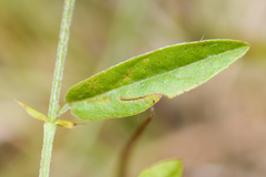 Psoralea asarina