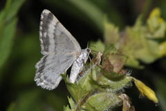 Charissa glaucinaria