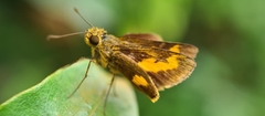 Oriens paragola