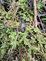 Selaginella moellendorffii