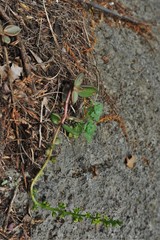 Lenophyllum reflexum