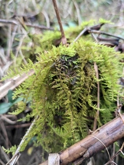 Thuidium cymbifolium