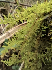 Thuidium cymbifolium