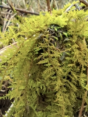 Thuidium cymbifolium