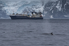 Balaenoptera physalus