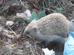 Erinaceus amurensis