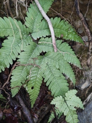 Pteris oshimensis