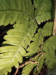 Pteris oshimensis