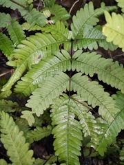 Pteris oshimensis