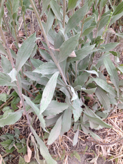 Solidago spathulata