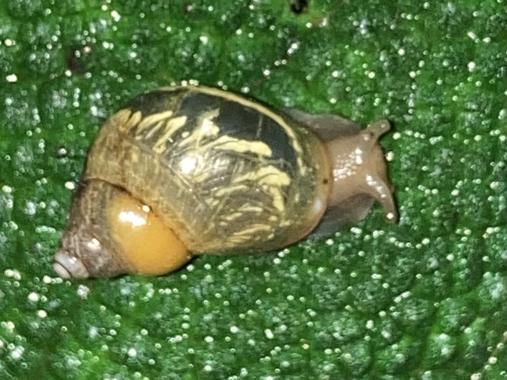 Simpulopsis citrinovitreus