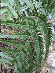 Dryopteris bissetiana