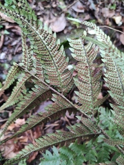 Dryopteris bissetiana