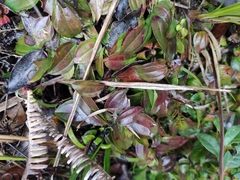 Melastoma dodecandrum