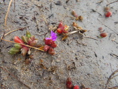 Disphyma dunsdonii