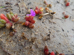 Disphyma dunsdonii