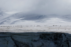 Pygoscelis antarcticus