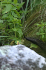 Galictis cuja