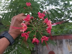 Caesalpinia pulcherrima