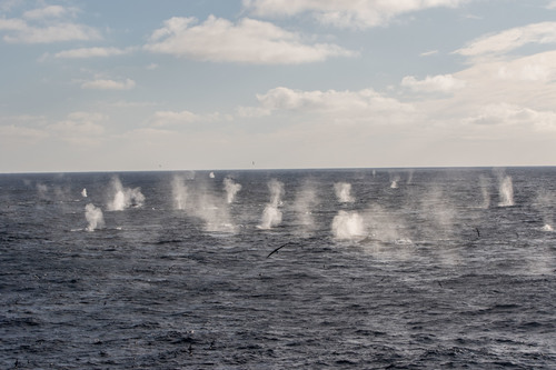 Fin Whale, photo 9 of 10