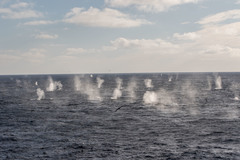 Balaenoptera physalus