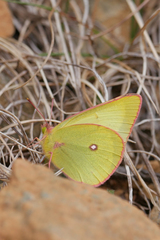 Colias occidentalis