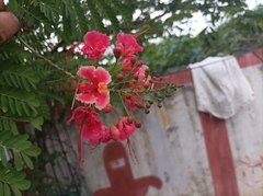 Caesalpinia pulcherrima