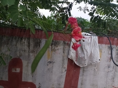 Caesalpinia pulcherrima