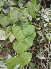 Pericampylus glaucus