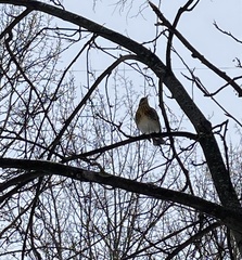 Turdus pilaris
