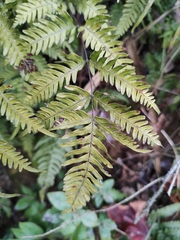 Pteris semipinnata