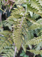 Pteris semipinnata