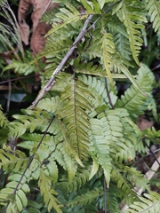 Pteris semipinnata