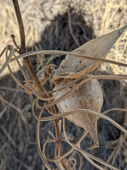 Asclepias engelmanniana
