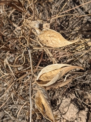 Asclepias engelmanniana