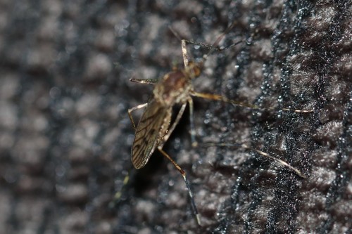 Banded house mosquito, Wageningen, Nederland, photo 6 of 10