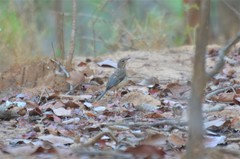 Cercotrichas quadrivirgata
