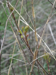 Indigofera kirilowii