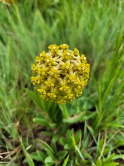 Asclepias vicaria