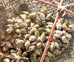 Buccinastrum deforme