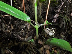 Oldenlandia cristata