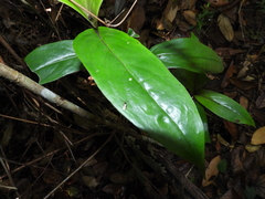 Oldenlandia cristata