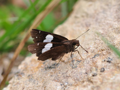 Notocrypta
