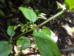 Oldenlandia cristata