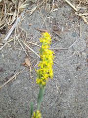 Solidago spathulata