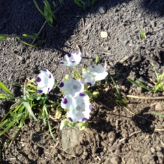Nemophila maculata