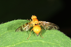Myoleja lucida
