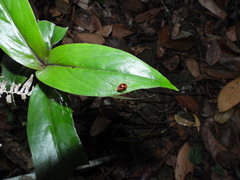 Oldenlandia cristata