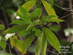 Lithocarpus harlandii