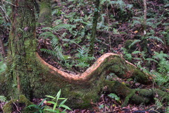 Calophyllum tacamahaca